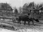 34. Rnkszllt bivalyfogat, Domokos (Szolnok-Doboka vm.) – Szemerknyi gnes felv. 1966. MTA Nprajzi Kutatintzete, Budapest F 29924