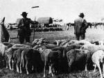 364. Birkavsr a debreceni (Hajd megye) Baromvsrtren. Ecsedi Istvn felvtele, 1934 (Dri Mzeum, Debrecen)