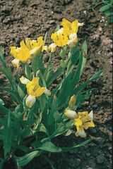 Fehrer tarka nszirom (Iris variegata ssp. leucographa)