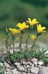 Pilisi len (Linum dolomiticum)