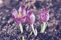 Krpti sfrny (Crocus heuffelianus)