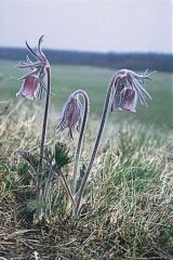 Magyar kkrcsin (Pulsatilla hungarica)