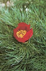 Keleti bazsarzsa (Paeonia tenuifolia)