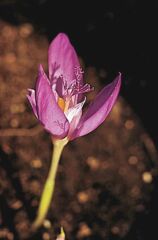 Bnsgi sfrny (Crocus banaticus)