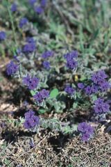 Brnypirost (Alkanna tinctoria)