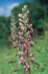 Sallangvirg (Himantoglossum caprinum)