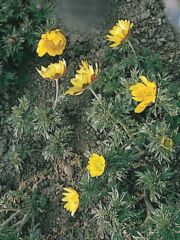 Erdlyi hrics (Adonis transsilvanica)