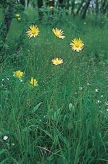 Magyar zergevirg (Doronicum hungaricum)