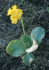 Magyar cifra kankalin (Primula auricula ssp. hungarica)