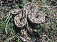 Keresztes vipera