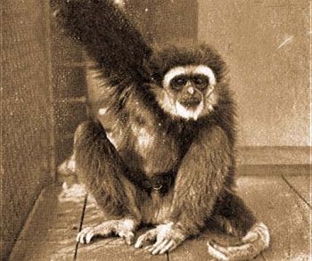 Fehrkez gibbon (Hylobates lar L.).