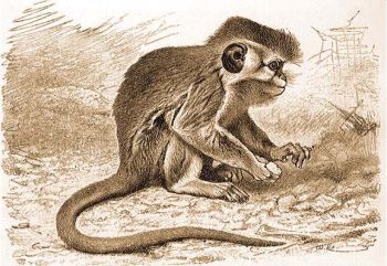 Trpe cerkf vagy talapoin (Cercopithecus talapoin Schreb.).