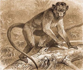 Parks makk (Pithecus sinicus L.).