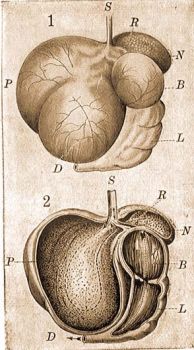 A szarvasmarha gyomrnak kls (1) s bels (2) kpe. 