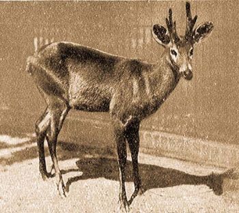 Mocsri amerikaiszarvas (Odocoileus dichotomus Ill.).