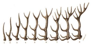A szarvas agancsnak fejldse: 1. nyrs; 2 villa; 3. hatos; 4. nyolcas; 5. tizes; 6. tizenkettes stb. agancs