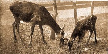 Szarvastehn gidjval (Cervus alaphus L.)