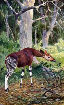 Okapi