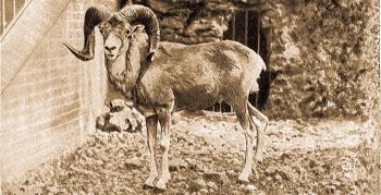 Argali 