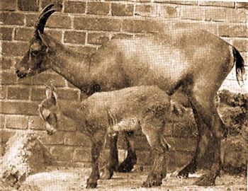 Kszli kecske gidjval (Capra ibex L.).