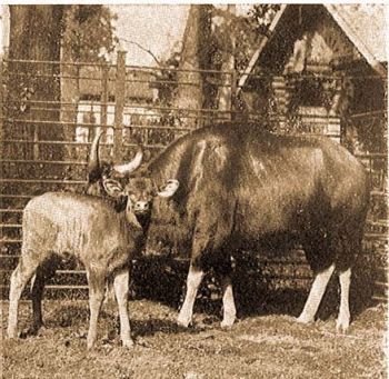 Gaur tehn borjval (Bos frontalis gaurus H. Sm.).