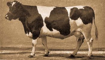 Rvidszarv (shorthorn) tehn.