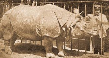 Indiai orrszarv (Rhinoceros unicornis L.).