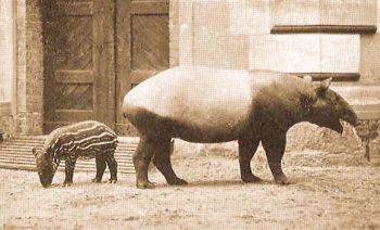 Indiai tapir (Tapirus indicus Cuv.).