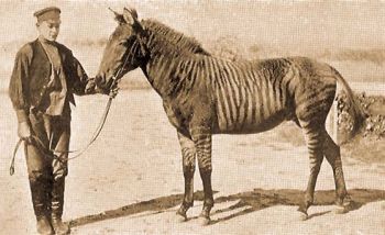 Zebroid.