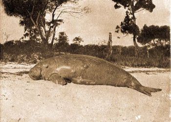 Ausztrliai dugong (Dugong australis Ow.).