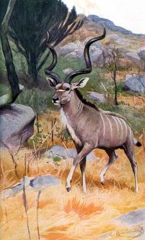 Nagy kudu