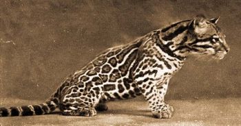 Ocelot (