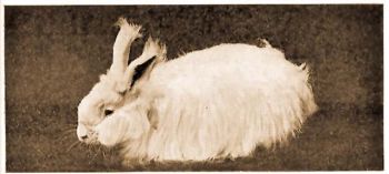 Angora nyl.