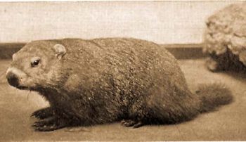 Erdei marmota (