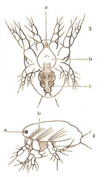 Nauplius a hasoldalrl, ugyanaz oldalrl.