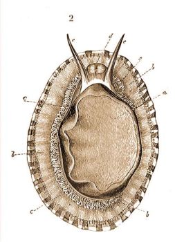 Csszecsiga (