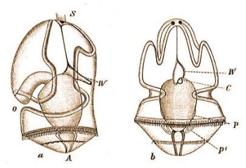 4. Tornaria-lca a oldalrl s b htfell tekintve, o = szj, A = alnyls, S = rzmez (tetszerv), W = makkreg, c = szvkezdet, P = gallr s P' = msodlagos testr.