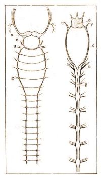 1. A Gyrsfrgek idegrendszere, balra az Aphrodit-, jobbra a Serpul-; o = garatfltti, n = garatalatti dc, c = garatkommisura, g = hasdc.