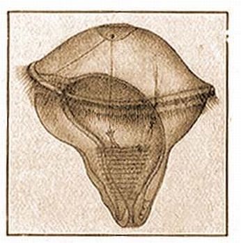 4. A Polygordius trochophora lcja.