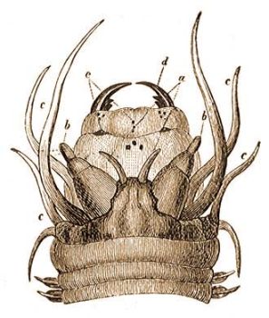 5. Nereis cultriforme Grube. feje.