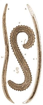 l. A Dongmhek fonlfrge (Sphaerularia bombi Dufour). A = hm nagytva, a = term. nagysg, B = fiatal nstny nagytva, b = term. nagysg, C = ivarrett nstny, c = a tulajdonkpeni freg, d = annak kitremkedett mhe, e = term. nagysg.