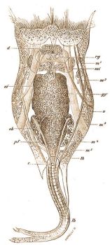 1. Schizocerca diversicornis Daday. d = agydc, oi = olajszemcsk a gyomor sejtjeiben, ob = sziktml, pf = petefszek, c = vgblnyls, rg = rgszerv, m1 m2, ma3, m4, m5  = izmok, mi = gyomormirigy, gy = gyomor, v = svese, lh = lb kezdete, lb = a lb a lbujjakkal 