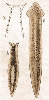 6. a) Seregszem szarvas planria: Polycalis cornuta Johnson, b) Szarvas planria: Pl. alpina Dana, c) Fles planria: Pl. gonocephala Duges. (Steinmann- Bresslau: Die Strudelwrmer)