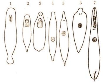 1. Macrostomum viride Beneden, 2. Dalyellia expdita Hofsten., 3. Phaenocora unipunctata Orstd., 4. Hoplopera opaca Reisinger, 5. Rhynchomesostoma rostratum Mller, 6. Bothromesostoma essenii Braun, 7. Gyrathrix hermaphroditus Ehrbg. (Kkenthal-Krumbach: Hdbuch d. Zoologie, Bd. 2.)