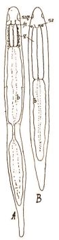 2. A) Stenostomum leucops Dug., B) St. agile Sillim. szg = szaglszerv, ft = fnytrtest, g = garat a mirigyeivel, b = blfal (eredeti rajz) 