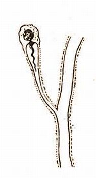 5. Lngsejt a Phaenocora unipunctata Oerstd.-bl 