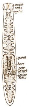 3. Bothrioplana semperi Braun. sz = szaglszerv, b = bl, g = garat (eredeti) 