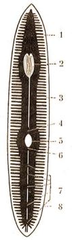 Rhynchodemus purpureus B. blcsrendszere, 1 s 3-8 = a blcs szakaszai 2 = garat 5 = ivari tjk. (Kkenthal-Krumbach: Hdbuch d. Zoologie, Bd. 2.)