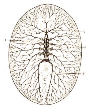 Planocera Graffi Lang. 1 = garat, 3 = agydc,  4 = kzp. gyomor, 6 = ivarszervek