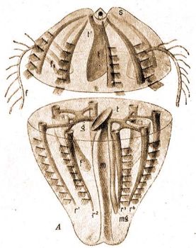 Egy Bordsmedznak, a Hormiphora plumosnak vzlatos kpe, oldalnzetben s egyben kzptt felmetszve. s = rzmez, m = bl, t = tlcsr, tl = a tlcsrbl, r1-r2 = bordabelek, melyek az evezket tplljk, g = a balfelli blcs, mely jobbra-balra oszolvn a bordabelekbe megy t, egyenesen pedig a tlcsrblbe folytatdik, fl = a fogkar gykere, f2= a hvelye (Stempel: Zoologie im Grundris)